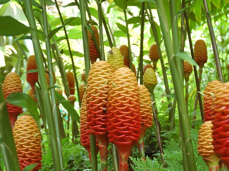 Here's what ginger looks like under natural conditions