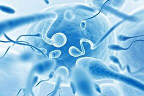 spermatozoa in male ejaculation during arousal
